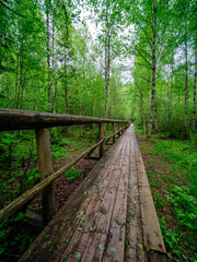 Obraz premium wooden plank footpath in forest for hiking