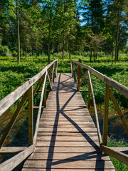 wooden plank footpath in forest for hiking