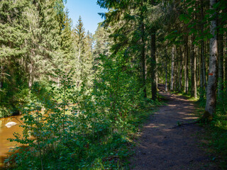 Fototapeta premium countryside forest river in summer with high grass and foliage