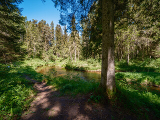 countryside forest river in summer with high grass and foliage