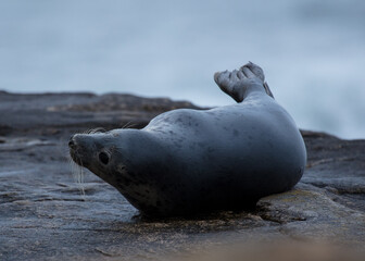 Grey seal on rocks on coast of Northumberland, England, UK.