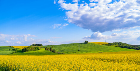 Oilseed rape field with trees against blue sky. Rural, countryside landscape. Panoramic view of colza flowers. Farmland during sunny summer day.