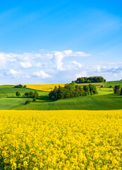Oilseed rape field with trees against blue sky. Rural, countryside landscape. Panoramic view of...