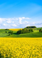Foto auf Leinwand Oilseed rape field with trees against blue sky. Rural, countryside landscape. Panoramic view of colza flowers. Farmland during sunny summer day. © creativeneko