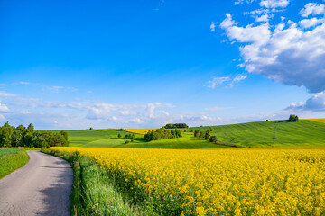 Oilseed rape field with trees against blue sky. Rural, countryside landscape. Panoramic view of colza flowers. Farmland during sunny summer day. Country road through village.