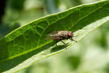 mosca comune su foglia