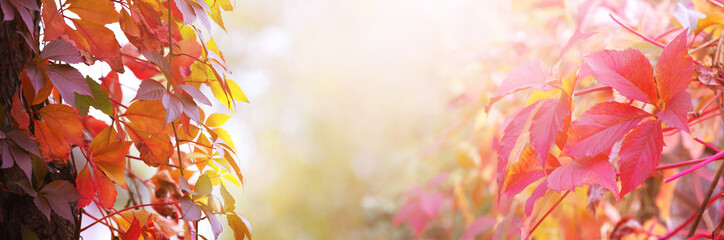 Autumn background with bright red leaves on a blurred autumn background