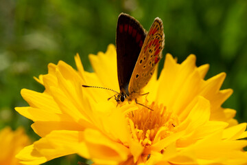 farfalla comune su fiore giallo