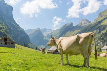 Brown cows in the beautiful mountain valley view of Switzerland Alps. 