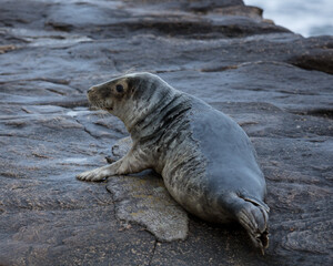 Grey seal on rocks on coast of Northumberland, England, UK.