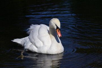 Close up of a white young swan floating on the water making light waves