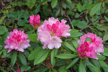 Pink rhododendron flowers bloomed in the spring garden.