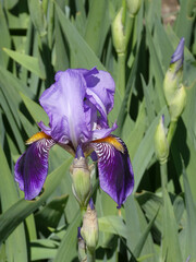 Blooming violet iris on flower bed