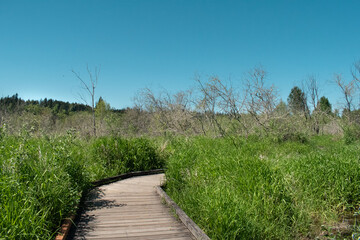 wooden path in the field
