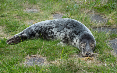 Grey seal on rocks on coast of Northumberland, England, UK.