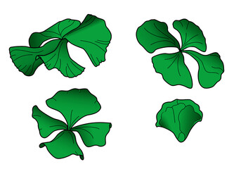 Four leaf clover drawn by hand with 4 realistic plants one of them still being born. Saint Patrick's day. Vector botanical illustration.
