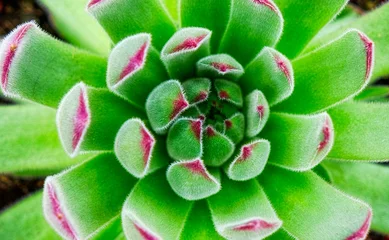 Photo sur Plexiglas Vert-citron gros plan de la plante echeveria elegans