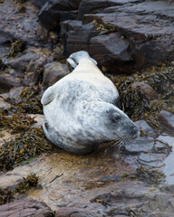 Naklejka premium Grey Seal on rocks on the coast of Northumberland, England, UK.
