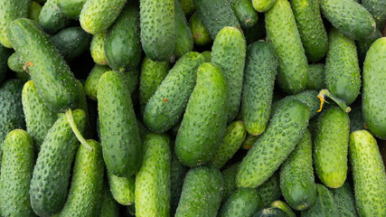 Medium Ripe Ground Cucumbers