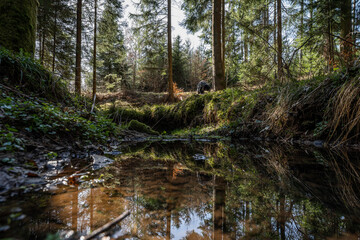 small river flowing through black forest