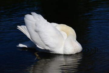 Close up of a white young swan swimming in the water, hiding its head under the wing to care for its feathers