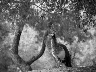 Female peacock in a park.