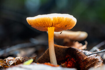 Small mushrooms under old leaves in the forest.
