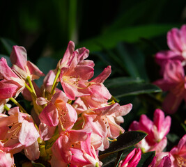 Rhododendron - obrazy, fototapety, plakaty
