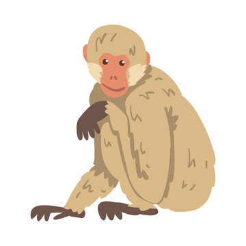 Monkey as Arboreal Herbivorous Ape in Sitting Pose Vector Illustration