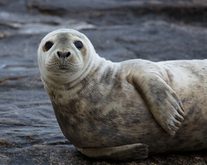 Grey Seals on the rocks of St Marys Island, Whitley Bay on the North East coast of England UK.