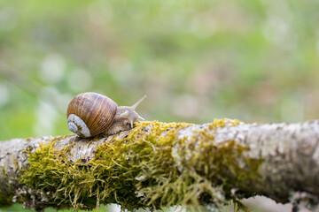 Burgundy snail (Helix pomatia) crawling on branch in forest