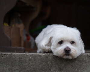 Cotton de Tulear