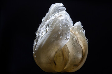 Tulip with white petals. The night after the rain.