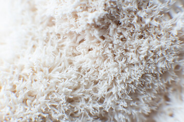 Hericium erinaceus or Lions mane mushrooms on a plate with Chinese sticks. © TaylerDerden