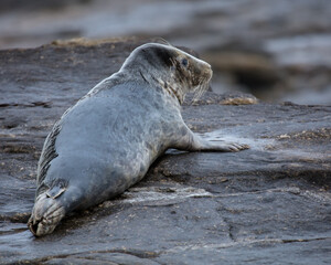 Grey Seals on the rocks of St Marys Island, Whitley Bay on the North East coast of England UK.