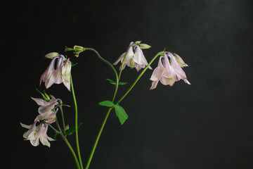Beautiful flowers of Aquilegia  on a dark background.