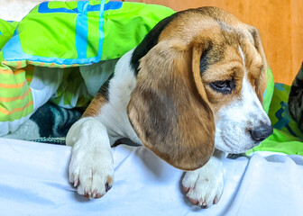 beagle puppy sleeping