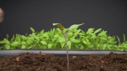 Macro view of woman transplanting tomato seedlings into larger pot. Green farming.