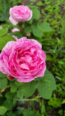 Pink wild rose in the garden, juicy greenery background