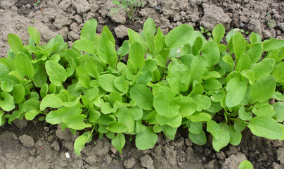In the open ground in the garden grows sorrel.