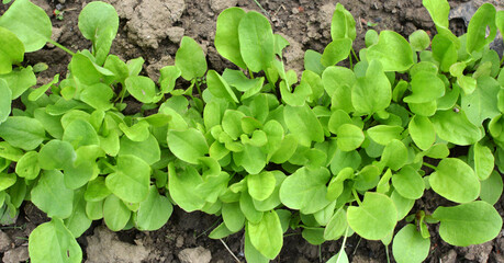 In the open ground in the garden grows sorrel.