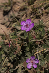 Sticky purple Geranium wildflower close-up
