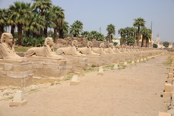 Avenue of sphinxes, Luxor Temple, Egypt