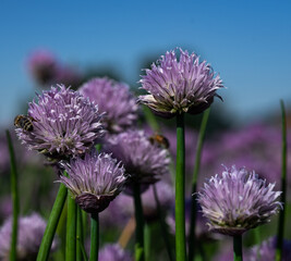 Macroaufnahme von einem blühenden Schnittlauch