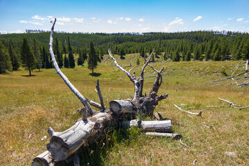 Tree stump in a meadow