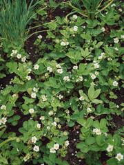 Strawberry garden in bloom