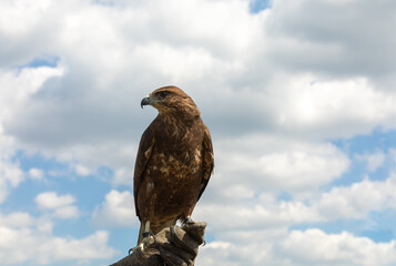 A hunt buzzard bird of prey is sitting on a glove on its arm against a clear sky. Flight safety at airports, dispersal of flocks of birds. Copyspace
