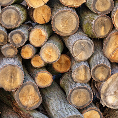 Background of hewed smooth wooden logs. Cut wood texture. Pile of chopped fire wood prepared for winter