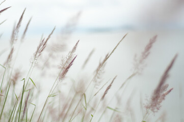 Grass