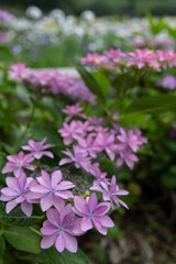 Fototapeta premium 6月の花 